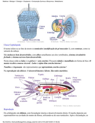 Matérias > Biologia > Citologia > Citoplasma > Composição Química e Bioquímica - Metabolismo




 Classe Cephalopoda
 O nome refere-se ao fato de terem os tentáculos (modificação do pé muscular !), com ventosas, como se
 saíssem da cabeça.
 São moluscos bem desenvolvidos, com olhos semelhantes aos dos vertebrados, sistema circulatório
 fechado e sistema nervoso bem desenvolvido.
 Nesta classe estão as lulas e os polvos (= sem concha). Possuem rádula e mandíbula em forma de bico. O
 manto recobre a massa visceral. Lulas e sépias têm concha interna !
 Nautilus e Argonauta são representantes que apresentam concha externa !
 Na reprodução são dióicos. O desenvolvimento é direto. São todos marinhos.




 Reprodução
 Os cefalópodes são dióicos, com fecundação interna e desenvolvimento direto. O macho deposita um
 espermatóforo na cavidade do manto da fêmea, utilizando-se de seus tentáculos. Após a fecundação, os


file:///C|/html_10emtudo/Biologia/html_biologia_total.htm (323 of 472) [05/10/2001 21:56:24]
 