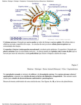 Matérias > Biologia > Citologia > Citoplasma > Composição Química e Bioquímica - Metabolismo




 O sistema nervoso é formado por nervo anelar ao redor da faringe e nervos radiais. Há células táteis e
 olfativas em toda a superfície do corpo. As estrelas-do-mar possuem células fotorreceptoras nas
 extremidades dos braços.
 O esqueleto é interno (endoesqueleto mesodermal), recoberto pela epiderme. O esqueleto é formado por
 placas calcárias fixas ou articuladas (móveis). As placas podem ter espinhos (daí o nome do filo) que se
 movem por meio de músculos e ainda pedicelárias que fazem a limpeza e defesa do corpo.




                                                                                                         Página 3

                                               Matérias > Biologia > Reino Animal (Metazoa) > Filos > Equinodermos


 Na reprodução sexuada os animais são dióicos e de fecundação externa. Nos ouriços-do-mar a larva é
 equinoplúteus, enquanto nas estrelas-do-mar as larvas são bipinária e braquiolária. São animais muito
 usados para estudos do desenvolvimento embrionário e partenogênese.
 Desenvolvimento embrionário de uma estrela-do-mar. Nas figuras A e B, as larvas são planctônicas.




file:///C|/html_10emtudo/Biologia/html_biologia_total.htm (328 of 472) [05/10/2001 21:56:25]
 