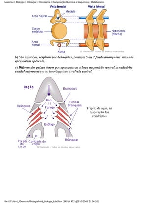 Matérias > Biologia > Citologia > Citoplasma > Composição Química e Bioquímica - Metabolismo




          b) São aquáticos, respiram por brânquias, possuem 5 ou 7 fendas branquiais, mas não
          apresentam opérculo.
          c) Diferem dos peixes ósseos por apresentarem a boca na posição ventral, a nadadeira
          caudal heterocerca e no tubo digestivo a válvula espiral.




                                                                                Trajeto da água, na
                                                                                  respiração dos
                                                                                    condrícties




file:///C|/html_10emtudo/Biologia/html_biologia_total.htm (349 of 472) [05/10/2001 21:56:26]
 