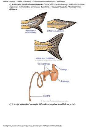 Matérias > Biologia > Citologia > Citoplasma > Composição Química e Bioquímica - Metabolismo

          c) A boca fica localizada anteriormente.Cecos pilóricos do estômago produzem enzimas
          digestivas, melhorando a capacidade digestória. A nadadeira caudal é homocerca ou
          dificerca.




          d) A bexiga natatória é um órgão hidrostático (regula a densidade do peixe).




file:///C|/html_10emtudo/Biologia/html_biologia_total.htm (353 of 472) [05/10/2001 21:56:26]
 