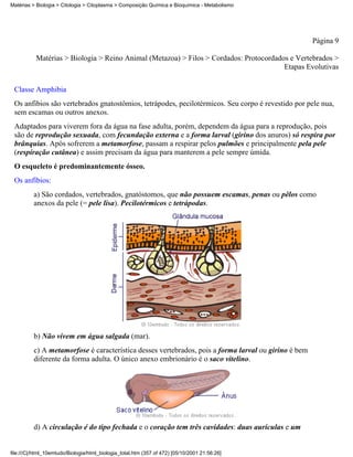 Matérias > Biologia > Citologia > Citoplasma > Composição Química e Bioquímica - Metabolismo




                                                                                                      Página 9

           Matérias > Biologia > Reino Animal (Metazoa) > Filos > Cordados: Protocordados e Vertebrados >
                                                                                        Etapas Evolutivas


 Classe Amphibia
 Os anfibios são vertebrados gnatostômios, tetrápodes, pecilotérmicos. Seu corpo é revestido por pele nua,
 sem escamas ou outros anexos.
 Adaptados para viverem fora da água na fase adulta, porém, dependem da água para a reprodução, pois
 são de reprodução sexuada, com fecundação externa e a forma larval (girino dos anuros) só respira por
 brânquias. Após sofrerem a metamorfose, passam a respirar pelos pulmões e principalmente pela pele
 (respiração cutânea) e assim precisam da água para manterem a pele sempre úmida.
 O esqueleto é predominantemente ósseo.
 Os anfíbios:
          a) São cordados, vertebrados, gnatóstomos, que não possuem escamas, penas ou pêlos como
          anexos da pele (= pele lisa). Pecilotérmicos e tetrápodas.




          b) Não vivem em água salgada (mar).
          c) A metamorfose é característica desses vertebrados, pois a forma larval ou girino é bem
          diferente da forma adulta. O único anexo embrionário é o saco vitelino.




          d) A circulação é do tipo fechada e o coração tem três cavidades: duas aurículas e um


file:///C|/html_10emtudo/Biologia/html_biologia_total.htm (357 of 472) [05/10/2001 21:56:26]
 