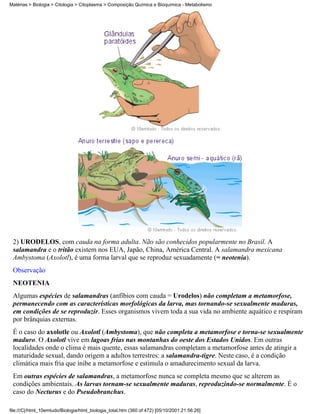 Matérias > Biologia > Citologia > Citoplasma > Composição Química e Bioquímica - Metabolismo




 2) URODELOS, com cauda na forma adulta. Não são conhecidos popularmente no Brasil. A
 salamandra e o tritão existem nos EUA, Japão, China, América Central. A salamandra mexicana
 Ambystoma (Axolotl), é uma forma larval que se reproduz sexuadamente (= neotenia).
 Observação
 NEOTENIA
 Algumas espécies de salamandras (anfíbios com cauda = Urodelos) não completam a metamorfose,
 permanecendo com as características morfológicas da larva, mas tornando-se sexualmente maduras,
 em condições de se reproduzir. Esses organismos vivem toda a sua vida no ambiente aquático e respiram
 por brânquias externas.
 É o caso do axolotle ou Axolotl (Ambystoma), que não completa a metamorfose e torna-se sexualmente
 maduro. O Axolotl vive em lagoas frias nas montanhas do oeste dos Estados Unidos. Em outras
 localidades onde o clima é mais quente, essas salamandras completam a metamorfose antes de atingir a
 maturidade sexual, dando origem a adultos terrestres: a salamandra-tigre. Neste caso, é a condição
 climática mais fria que inibe a metamorfose e estimula o amadurecimento sexual da larva.
 Em outras espécies de salamandras, a metamorfose nunca se completa mesmo que se alterem as
 condições ambientais. As larvas tornam-se sexualmente maduras, reproduzindo-se normalmente. É o
 caso do Necturus e do Pseudobranchus.

file:///C|/html_10emtudo/Biologia/html_biologia_total.htm (360 of 472) [05/10/2001 21:56:26]
 