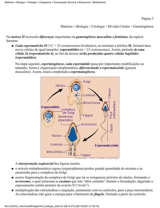 Matérias > Biologia > Citologia > Citoplasma > Composição Química e Bioquímica - Metabolismo




                                                                                                            Página 3

                                                     Matérias > Biologia > Citologia > Divisão Celular > Gametogênese


 Na meiose II ocorrerão diferenças importantes na gametogênese masculina e feminina, da espécie
 humana:
    q Cada espermatócito II (“n” = 23 cromossomos bivalentes), ao terminar a telófase II, formará duas
      novas células de igual tamanho: espermátides (n = 23 cromonemas). Assim, partindo de uma
      célula 2n (espermatócito I), ao fim da meiose serão produzidas quatro células haplóides
      (espermátides).
          Na etapa seguinte, espermiogênese, cada espermátide passa por importantes modificações no
          tamanho, forma e organização citoplasmática, diferenciando o espermatozóide (gameta
          masculino). Assim, estará completada a espermatogênese.




          A interpretação seqüencial das figuras mostra:
      q   o retículo endoplasmático rugoso (ergastoplasma) produz grande quantidade de enzimas e as
          encaminha para o complexo de Golgi.
      q   ocorre fragmentação do complexo de Golgi que irá se reorganizar próximo do núcleo, formando o
          acrossomo, o qual armazena as enzimas que irão “abrir caminho” durante a fecundação, digerindo o
          espessamento celular protetor do ovócito II (“óvulo”).
      q   multiplicação das mitocôndrias e migração, juntamente com os centríolos, para a peça intermediária.
          As mitocôndrias irão gerar a energia para o batimento do flagelo, formado a partir do centríolo.


file:///C|/html_10emtudo/Biologia/html_biologia_total.htm (66 of 472) [05/10/2001 21:56:10]
 