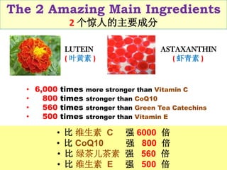 The 2 Amazing Main Ingredients
2 个惊人的主要成分
• 6,000 times more stronger than Vitamin C
• 800 times stronger than CoQ10
• 560 times stronger than Green Tea Catechins
• 500 times stronger than Vitamin E
• 比 维生素 C 强 6000 倍
• 比 CoQ10 强 800 倍
• 比 绿茶儿茶素 强 560 倍
• 比 维生素 E 强 500 倍
ASTAXANTHIN
( 虾青素 )
LUTEIN
( 叶黄素 )
 