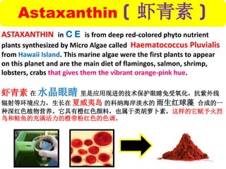 ASTAXANTHIN in C E is from deep red-colored phyto nutrient
plants synthesized by Micro Algae called Haematococcus Pluvialis
from Hawaii Island. This marine algae were the first plants to appear
on this planet and are the main diet of flamingos, salmon, shrimp,
lobsters, crabs that gives them the vibrant orange-pink hue.
虾青素 在 水晶眼睛 里是应用现进的技术保护眼睛免受氧化，抗紫外线
辐射等环境应力，生长在 夏威夷岛 的科纳海岸淡水的 雨生红球藻 合成的一
种深红色植物营养。它具有橙红色颜料，也属于类胡萝卜素，这样的它赋予火烈
鸟和鲑鱼的充满活力的橙带粉红色的色调。
Astaxanthin ( 虾青素 )
 