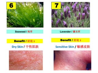 Seaweed / 海草 Lavender / 薰衣草
Benefit / 好处 : Benefit / 好处 :
6 7
Dry Skin / 干性肌肤 Sensitive Skin / 敏感皮肤
 