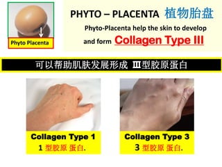 PHYTO – PLACENTA 植物胎盘
Phyto-Placenta help the skin to develop
and form Collagen Type III
可以帮助肌肤发展形成 Ⅲ型胶原蛋白
Phyto Placenta
Collagen Type 1
1 型胶原 蛋白.
Collagen Type 3
3 型胶原 蛋白.
 