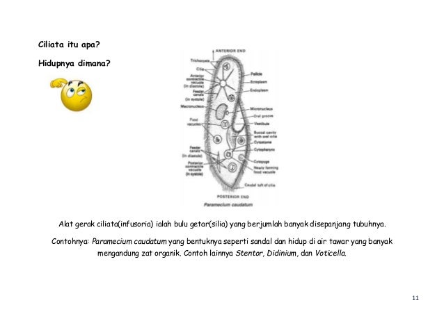 Booklet Protista
