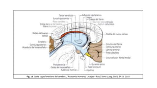 Fig. 18. Corte sagital mediano del cerebro. / Anatomía Humana/ Latarjet – Ruiz/ Tomo I, pag. 180 / 5ª Ed. 2010
 