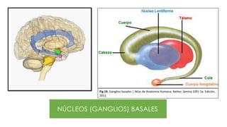 NÚCLEOS (GANGLIOS) BASALES
Fig 19. Ganglios basales.| Atlas de Anatomía Humana, Netter, lámina 109| 5a. Edición,
2011
 