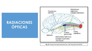 RADIACIONES
ÓPTICAS
Fig. 21. Proyecciones geniculocalcarinas | Ref. http://bit.ly/1HlJHCV
 
