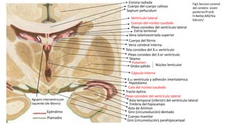 Cuerpo del cuerpo calloso
Septum pellucidum
Ventrículo lateral
Cuerpo del núcleo caudado
Plexo coroideo del ventrículo lateral
Estría terminal
Vena talamoestriada superior
Cuerpo del fórnix
Vena cerebral interna
Tela coroidea del 3.er ventrículo
Plexo coroideo del 3.er ventrículo
Tálamo
Putamen
Globo pálido Núcleo lenticular
Cápsula interna
3.er ventrículo y adhesión intertalámica
Hipotálamo
Cola del núcleo caudado
Tracto óptico
Plexo coroideo del ventrículo lateral
Asta temporal (inferior) del ventrículo lateral
Fimbria del hipocampo
Asta de Ammon
Giro (circunvolución) dentado
Cuerpo mamilar
Giro (circunvolución) parahipocampal
Epéndimo
Piamadre
Agujero interventricular
izquierdo (de Monro)
Fig1.Seccion coronal
del cerebro: visión
posterior/Frank
H.Netter,MD/5ta
Edicion/
Corona radiada
 