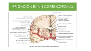 Fig3.Sección frontal / Lamina 139/Frank H. Netter, MD/5ta edición/2011
IRRIGACIÓN EN UN CORTE CORONAL
 