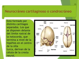 Neurocráneo cartilaginoso o condrocráneo
Está formado por
distinto cartílagos
separados. Los que
se disponen delante
del límite rostral de
la notocorda, que
termina a nivel de la
hipófisis en el centro
de la silla
turca, derivan de la
célula de la cresta
neural.
 