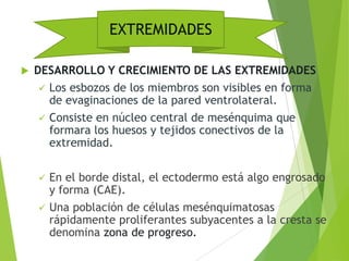 DESARROLLO Y CRECIMIENTO DE LAS EXTREMIDADES
 Los esbozos de los miembros son visibles en forma
de evaginaciones de la pared ventrolateral.
 Consiste en núcleo central de mesénquima que
formara los huesos y tejidos conectivos de la
extremidad.
 En el borde distal, el ectodermo está algo engrosado
y forma (CAE).
 Una población de células mesénquimatosas
rápidamente proliferantes subyacentes a la cresta se
denomina zona de progreso.
EXTREMIDADES
 