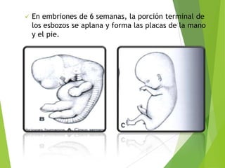  En embriones de 6 semanas, la porción terminal de
los esbozos se aplana y forma las placas de la mano
y el pie.
 