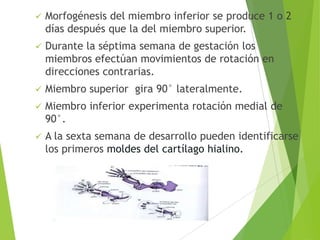  Morfogénesis del miembro inferior se produce 1 o 2
días después que la del miembro superior.
 Durante la séptima semana de gestación los
miembros efectúan movimientos de rotación en
direcciones contrarias.
 Miembro superior gira 90° lateralmente.
 Miembro inferior experimenta rotación medial de
90°.
 A la sexta semana de desarrollo pueden identificarse
los primeros moldes del cartílago hialino.
 