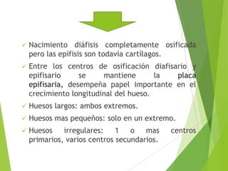  Nacimiento diáfisis completamente osificada
pero las epífisis son todavía cartílagos.
 Entre los centros de osificación diafisario y
epifisario se mantiene la placa
epifisaria, desempeña papel importante en el
crecimiento longitudinal del hueso.
 Huesos largos: ambos extremos.
 Huesos mas pequeños: solo en un extremo.
 Huesos irregulares: 1 o mas centros
primarios, varios centros secundarios.
 
