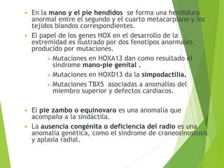  En la mano y el pie hendidos se forma una hendidura
anormal entre el segundo y el cuarto metacarpiano y los
tejidos blandos correspondientes.
 El papel de los genes HOX en el desarrollo de la
extremidad es ilustrado por dos fenotipos anormales
producido por mutaciones.
 Mutaciones en HOXA13 dan como resultado el
síndrome mano-pie genital .
 Mutaciones en HOXD13 da la simpodactilia.
 Mutaciones TBX5 asociadas a anomalías del
miembro superior y defectos cardíacos.
 El pie zambo o equinovaro es una anomalía que
acompaña a la sindáctila.
 La ausencia congénita o deficiencia del radio es una
anomalía genética, como el síndrome de craneosinostosis
y aplasia radial.
 