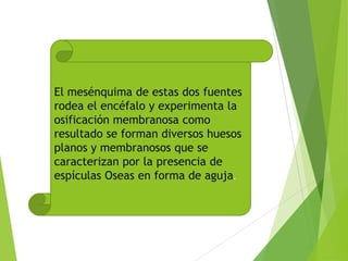 El mesénquima de estas dos fuentes
rodea el encéfalo y experimenta la
osificación membranosa como
resultado se forman diversos huesos
planos y membranosos que se
caracterizan por la presencia de
espículas Oseas en forma de aguja.
 