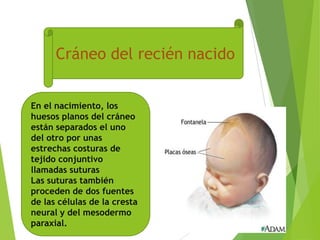 Cráneo del recién nacido
En el nacimiento, los
huesos planos del cráneo
están separados el uno
del otro por unas
estrechas costuras de
tejido conjuntivo
llamadas suturas
Las suturas también
proceden de dos fuentes
de las células de la cresta
neural y del mesodermo
paraxial.
 
