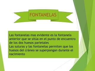 FONTANELAS
Las fontanelas mas evidente es la fontanela
anterior que se sitúa en el punto de encuentro
de los dos huesos parietales
Las suturas y las fontanelas permiten que los
huesos del cráneo se superpongan durante el
nacimiento
 