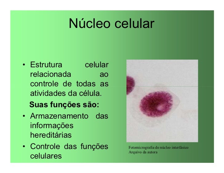A Proliferação Celular Exagerada Está Diretamente Relacionada
