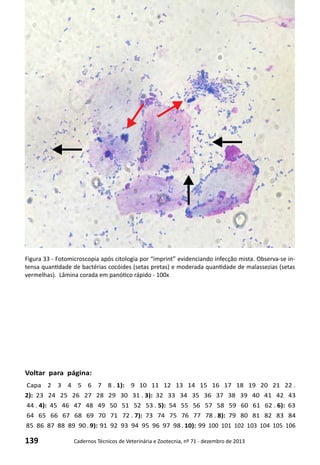 139 Cadernos Técnicos de Veterinária e Zootecnia, nº 71 - dezembro de 2013
Voltar para página:
Capa 2 3 4 5 6 7 8 . 1): 9 10 11 12 13 14 15 16 17 18 19 20 21 22 .
2): 23 24 25 26 27 28 29 30 31 . 3): 32 33 34 35 36 37 38 39 40 41 42 43
44 . 4): 45 46 47 48 49 50 51 52 53 . 5): 54 55 56 57 58 59 60 61 62 . 6): 63
64 65 66 67 68 69 70 71 72 . 7): 73 74 75 76 77 78 . 8): 79 80 81 82 83 84
85 86 87 88 89 90 . 9): 91 92 93 94 95 96 97 98 . 10): 99 100 101 102 103 104 105 106
Figura 33 - Fotomicroscopia após citologia por “imprint” evidenciando infecção mista. Observa-se in-
tensa quantidade de bactérias cocóides (setas pretas) e moderada quantidade de malassezias (setas
vermelhas). Lâmina corada em panótico rápido - 100x
 