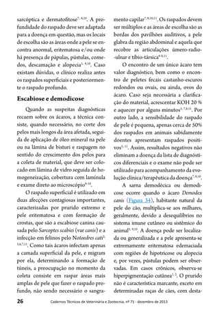 26 Cadernos Técnicos de Veterinária e Zootecnia, nº 71 - dezembro de 2013
sarcóptica e dermatofitose7, 8,10
. A pro-
fundidade do raspado deve ser adaptada
para a doença em questão, mas os locais
de escolha são as áreas onde a pele se en-
contra anormal, eritematosa e/ou onde
há presença de pápulas, pústulas, come-
dos, descamação e alopecia5, 8,10
. Caso
existam dúvidas, o clínico realiza antes
os raspados superficiais e posteriormen-
te o raspado profundo.
Escabiose e demodicose
Quando as suspeitas diagnósticas
recaem sobre os ácaros, a técnica con-
siste, quando necessário, no corte dos
pelos mais longos da área afetada, segui-
da de aplicação de óleo mineral na pele
ou na lâmina de bisturi e raspagem no
sentido do crescimento dos pelos para
a coleta de material, que deve ser colo-
cado em lâmina de vidro seguida de ho-
mogeneização, cobertura com lamínula
e exame direto ao microscópio8-10
.
O raspado superficial é utilizado em
duas afecções contagiosas importantes,
caracterizadas por prurido extremo e
pele eritematosa e com formação de
crostas, que são a escabiose canina cau-
sada pelo Sarcoptes scabiei (var canis) e a
infecção em felinos pelo Notoedres cati2,
5,6,7,11
. Como tais ácaros infectam apenas
a camada superficial da pele, e migram
por ela, determinando a formação de
túneis, a preocupação no momento da
coleta consiste em raspar áreas mais
amplas de pele que fazer o raspado pro-
fundo, não sendo necessário o sangra-
mento capilar7, 8,10,11
. Os raspados devem
ser múltiplos e as áreas de escolha são as
bordas dos pavilhões auditivos, a pele
glabra da região abdominal e aquela que
recobre as articulações úmero-radio-
-ulnar e tíbio-társica6-8,11
.
O encontro de um único ácaro tem
valor diagnóstico, bem como o encon-
tro de peletes fecais castanho-escuros
redondos ou ovais, ou ainda, ovos do
ácaro. Caso seja necessária a clarifica-
ção do material, acrescentar KOH 20 %
e aquecer por alguns minutos5, 7,8,11
. Por
outro lado, a sensibilidade do raspado
de pele é pequena, apenas cerca de 50%
dos raspados em animais sabidamente
doentes apresentam raspados positi-
vos5, 11
. Assim, resultados negativos não
eliminam a doença da lista de diagnósti-
cos diferenciais e o exame não pode ser
utilizado para acompanhamento da evo-
lução clínica/terapêutica da doença7, 8,10
.
A sarna demodécica ou demodi-
cose ocorre quando o ácaro Demodex
canis (Figura 34), habitante natural da
pele do cão, multiplica-se aos milhares,
geralmente, devido a desequilíbrios no
sistema imune cutâneo ou sistêmico do
animal5, 9,10
. A doença pode ser localiza-
da ou generalizada e a pele apresenta-se
extremamente eritematosa edemaciada
com regiões de hipotricose ou alopecia
e, por vezes, pústulas podem ser obser-
vadas. Em casos crônicos, observa-se
hiperpigmentação cutânea1, 2
. O prurido
não é característica marcante, exceto em
determinadas raças de cães, com desta-
 