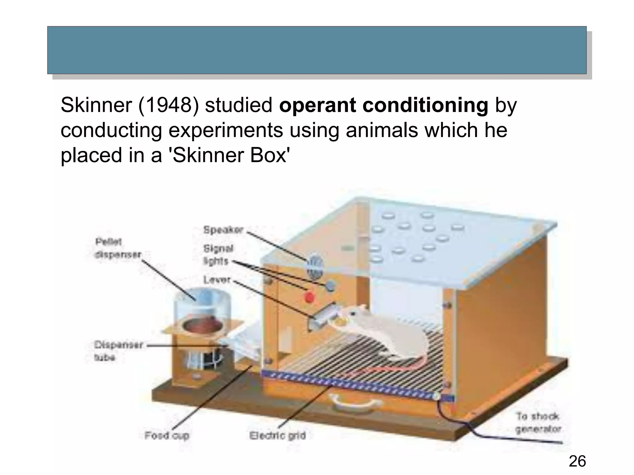 26
Skinner (1948) studied operant conditioning by
conducting experiments using animals which he
placed in a 'Skinner Box'
 
