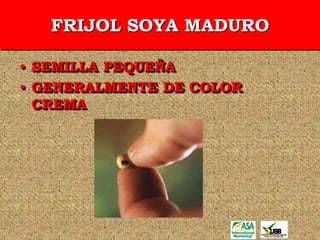 FRIJOL SOYA MADURO

• SEMILLA PEQUEÑA
• GENERALMENTE DE COLOR
  CREMA
 