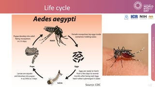 Life cycle
Source: CDC
 