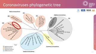 Coronaviruses phylogenetic tree
 