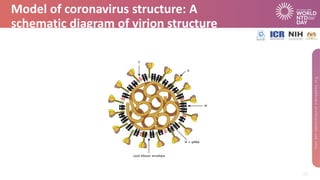 Model of coronavirus structure: A
schematic diagram of virion structure
 