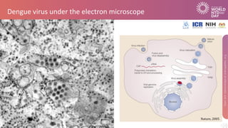 Dengue virus under the electron microscope
Nature, 2005
 