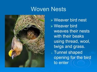 Woven Nests
⮚ Weaver bird nest
⮚ Weaver bird
weaves their nests
with their beaks
using thread, wool,
twigs and grass.
⮚ Tunnel shaped
opening for the bird
to enter
 