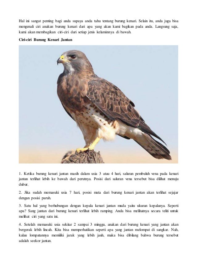 Ciri Ciri Kenari Jantan Umur 3 Bulan - Ini Cirinya