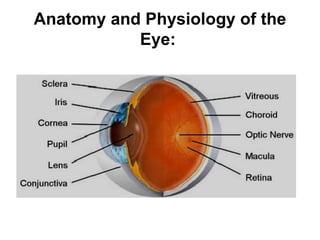 Anatomy and Physiology of the
Eye:
 