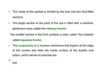 • The inside of the eyeball is divided by the lens into two fluid-filled
sections.
• The larger section at the back of the eye is filled with a colorless
gelatinous mass called the vitreous humor.
The smaller section in the front contains a clear, water- like material
called aqueous humor.
• The conjunctiva is a mucous membrane that begins at the edge
of the cornea and lines the inside surface of the eyelids and
sclera, which serves to lubricate the
6
eye.
 