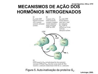Nereide Magalhães, DBioq, UFPE

MECANISMOS DE AÇÃO DOS
HORMÔNIOS NITROGENADOS




  Figura 5. Auto-inativação da proteína Gs.
                                                    Lehninger, 2000.
 
