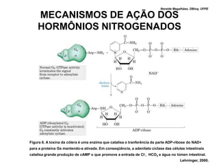 Nereide Magalhães, DBioq, UFPE

    MECANISMOS DE AÇÃO DOS
    HORMÔNIOS NITROGENADOS




Figura 6. A toxina da cólera é uma enzima que catalisa o tranferência da parte ADP-ribose do NAD+
para a proteína Gs mantendo-a ativada. Em conseqüência, a adenilato ciclase das células intestinais
catalisa grande produção de cAMP o que promove a entrada de Cl-, HCO3 e água no lúmen intestinal.
                                                                                      Lehninger, 2000.
 