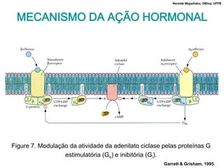 Nereide Magalhães, DBioq, UFPE




 MECANISMO DA AÇÃO HORMONAL




Figure 7. Modulação da atividade da adenilato ciclase pelas proteínas G
                  estimulatória (Gs) e inibitória (Gi).
                                                      Garrett & Grisham, 1995.
 