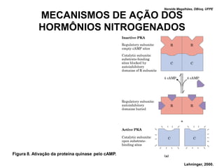 Nereide Magalhães, DBioq, UFPE

            MECANISMOS DE AÇÃO DOS
            HORMÔNIOS NITROGENADOS




Figura 8. Ativação da proteína quinase pelo cAMP.

                                                                Lehninger, 2000.
 