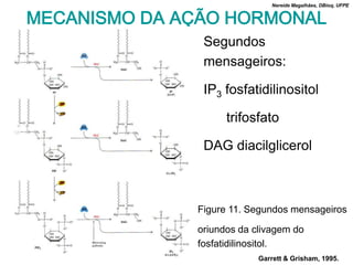 Nereide Magalhães, DBioq, UFPE


MECANISMO DA AÇÃO HORMONAL
               Segundos
               mensageiros:

               IP3 fosfatidilinositol

                    trifosfato

               DAG diacilglicerol



              Figure 11. Segundos mensageiros

              oriundos da clivagem do
              fosfatidilinositol.
                           Garrett & Grisham, 1995.
 