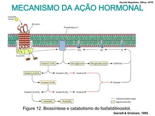 Nereide Magalhães, DBioq, UFPE


MECANISMO DA AÇÃO HORMONAL




  Figure 12. Biossíntese e catabolismo do fosfatidilinositol.
                                                   Garrett & Grisham, 1995.
 