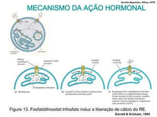 Nereide Magalhães, DBioq, UFPE


         MECANISMO DA AÇÃO HORMONAL




Figure 13. Fosfatidilinositol trifosfato induz a liberação de cálcio do RE.
                                                         Garrett & Grisham, 1995.
 