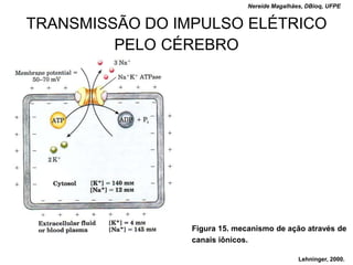 Nereide Magalhães, DBioq, UFPE


TRANSMISSÃO DO IMPULSO ELÉTRICO
         PELO CÉREBRO




                 Figura 15. mecanismo de ação através de
                 canais iônicos.

                                               Lehninger, 2000.
 