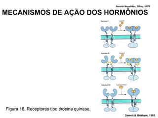Nereide Magalhães, DBioq, UFPE


MECANISMOS DE AÇÃO DOS HORMÔNIOS




Figura 18. Receptores tipo tirosina quinase.
                                                      Garrett & Grisham, 1995.
 