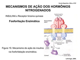 Nereide Magalhães, DBioq, UFPE


   MECANISMOS DE AÇÃO DOS HORMÔNIOS
            NITROGENADOS
   INSULINA x Receptor tirosina quinase

      Fosforilação Enzimática




Figura 19. Mecanismo de ação da insulina
      via fosforilalação enzimática.

                                                       Lehninger, 2000.
 