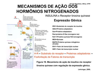 Nereide Magalhães, DBioq, UFPE

MECANISMOS DE AÇÃO DOS
HORMÔNIOS NITROGENADOS
               INSULINA x Receptor tirosina quinase
                        Expressão Gênica
                      IRS1=Substrato do receptor de insulina
                      GBr2=Proteina adaptadora
                      Sos=Proteína adaptadora
                      Ras=proteina G Ras (oncogene ras)
                      Raf-1=Proetina quinase Raf (oncogene)
                      MEK=Quinase
                      MAPK=Proteina quinase mitogênica
                      ativada)
                      Elk1= Fator de transcrição nuclear
                      SRF= Fator de transcrição nuclear

      H-R Substrato do receptor Proteinas adaptadoras
      Fosforilação de Fatores de transcrição

       Figura 19. Mecanismo de ação da insulina via receptor
       tirosina quinase com regulação da expressão gênica.
                                                        Lehninger, 2000.
 